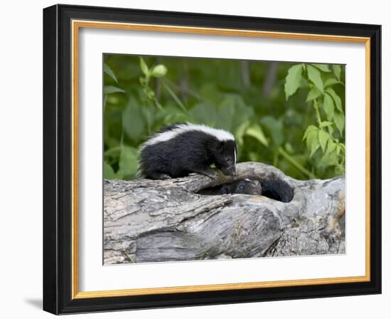 Striped Skunk Baby on Log with Adult in Log, in Captivity, Sandstone, Minnesota, USA-James Hager-Framed Photographic Print