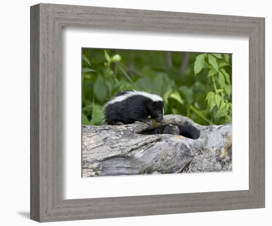 Striped Skunk Baby on Log with Adult in Log, in Captivity, Sandstone, Minnesota, USA-James Hager-Framed Photographic Print