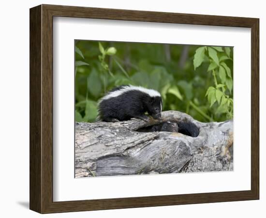 Striped Skunk Baby on Log with Adult in Log, in Captivity, Sandstone, Minnesota, USA-James Hager-Framed Photographic Print