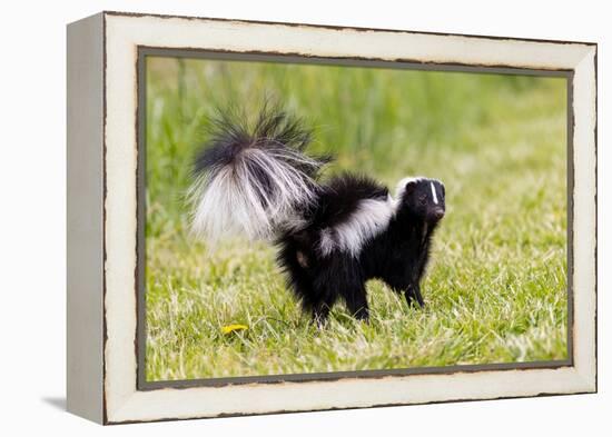 Striped skunk digging for food-Richard and Susan Day-Framed Premier Image Canvas