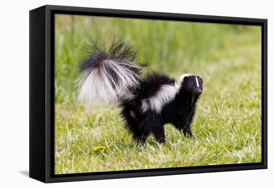 Striped skunk digging for food-Richard and Susan Day-Framed Premier Image Canvas