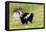 Striped skunk digging for food-Richard and Susan Day-Framed Premier Image Canvas