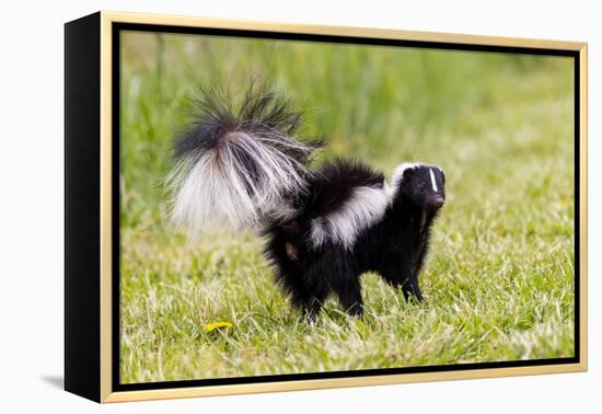 Striped skunk digging for food-Richard and Susan Day-Framed Premier Image Canvas