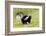 Striped skunk digging for food-Richard and Susan Day-Framed Photographic Print