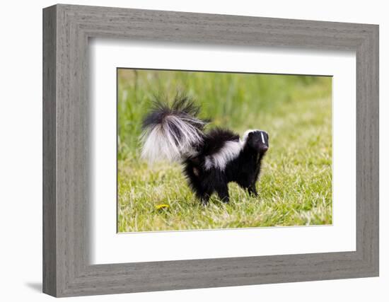 Striped skunk digging for food-Richard and Susan Day-Framed Photographic Print