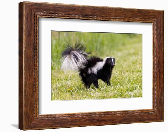 Striped skunk digging for food-Richard and Susan Day-Framed Photographic Print