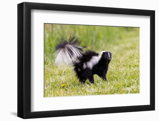 Striped skunk digging for food-Richard and Susan Day-Framed Photographic Print