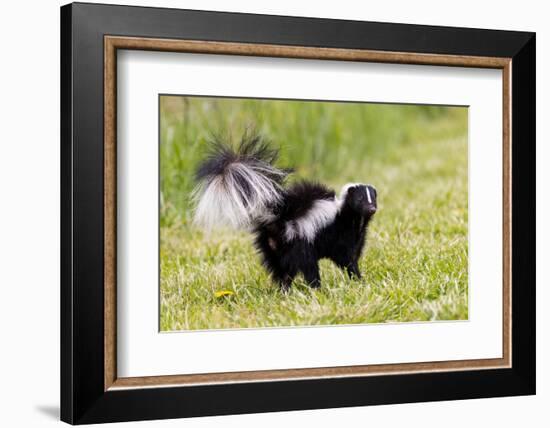 Striped skunk digging for food-Richard and Susan Day-Framed Photographic Print