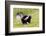 Striped skunk digging for food-Richard and Susan Day-Framed Photographic Print