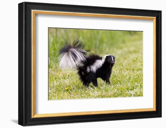 Striped skunk digging for food-Richard and Susan Day-Framed Photographic Print