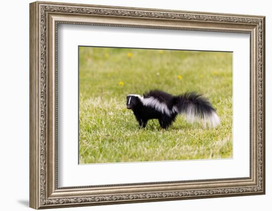 Striped skunk digging for food-Richard and Susan Day-Framed Photographic Print