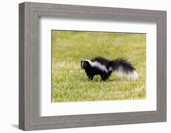 Striped skunk digging for food-Richard and Susan Day-Framed Photographic Print