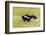 Striped skunk digging for food-Richard and Susan Day-Framed Photographic Print