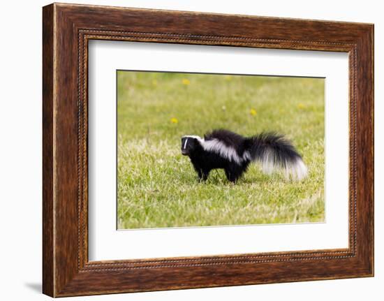 Striped skunk digging for food-Richard and Susan Day-Framed Photographic Print