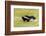 Striped skunk digging for food-Richard and Susan Day-Framed Photographic Print