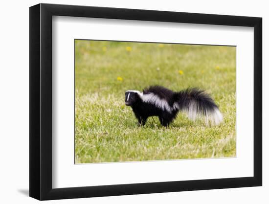 Striped skunk digging for food-Richard and Susan Day-Framed Photographic Print