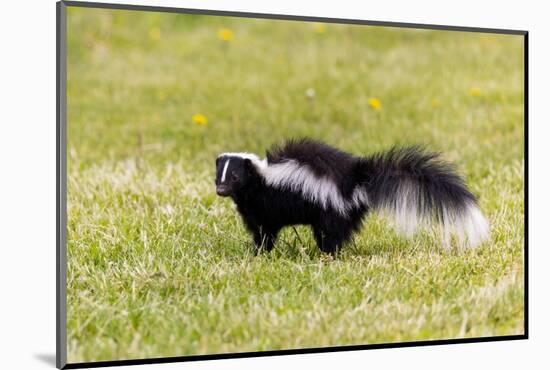 Striped skunk digging for food-Richard and Susan Day-Mounted Photographic Print