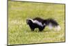 Striped skunk digging for food-Richard and Susan Day-Mounted Photographic Print