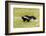 Striped skunk digging for food-Richard and Susan Day-Framed Photographic Print