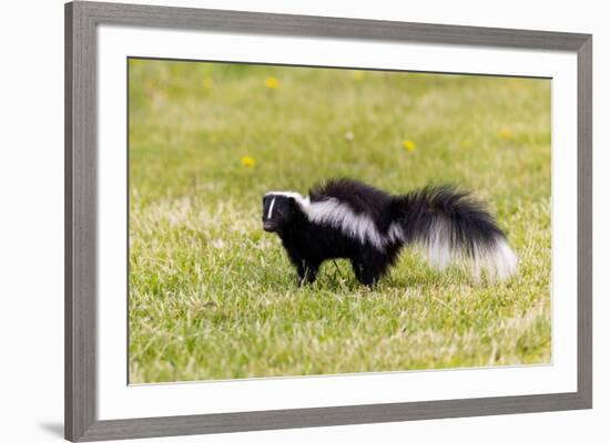 Striped skunk digging for food-Richard and Susan Day-Framed Photographic Print