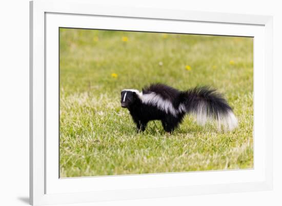 Striped skunk digging for food-Richard and Susan Day-Framed Photographic Print