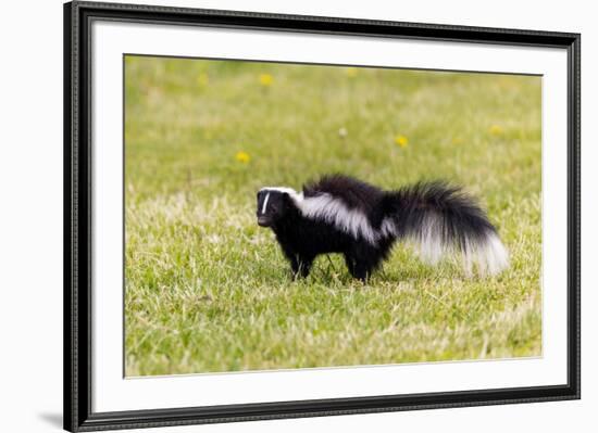 Striped skunk digging for food-Richard and Susan Day-Framed Photographic Print