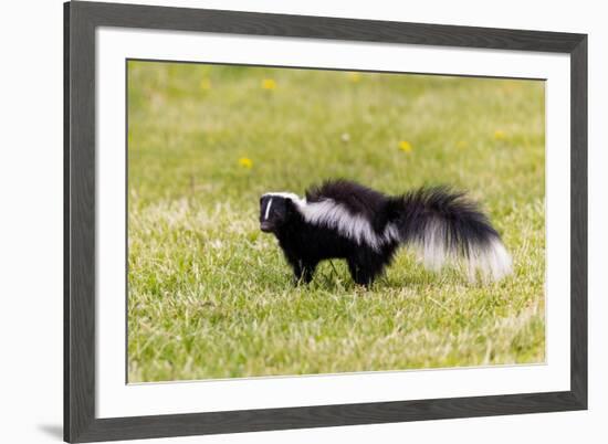 Striped skunk digging for food-Richard and Susan Day-Framed Photographic Print