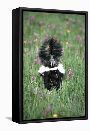 Striped Skunk in Field of Flowers, Montana-Richard and Susan Day-Framed Premier Image Canvas