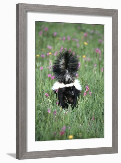 Striped Skunk in Field of Flowers, Montana-Richard and Susan Day-Framed Photographic Print