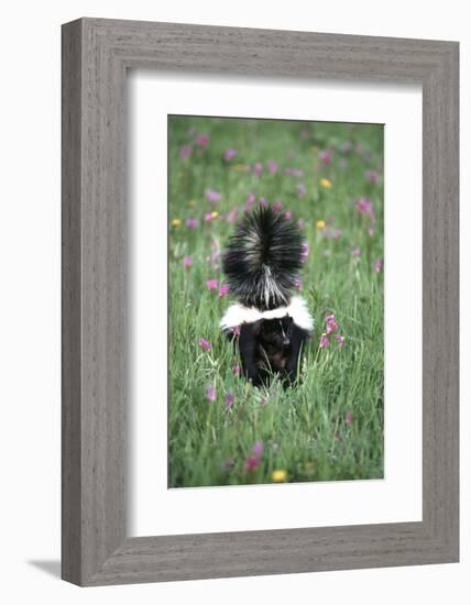 Striped Skunk in Field of Flowers, Montana-Richard and Susan Day-Framed Photographic Print