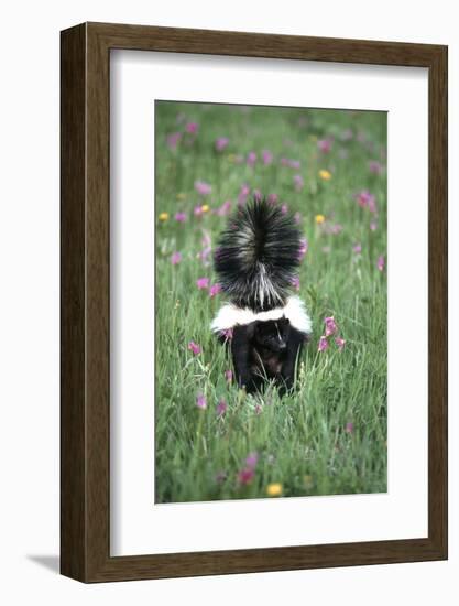 Striped Skunk in Field of Flowers, Montana-Richard and Susan Day-Framed Photographic Print