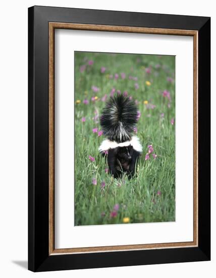 Striped Skunk in Field of Flowers, Montana-Richard and Susan Day-Framed Photographic Print