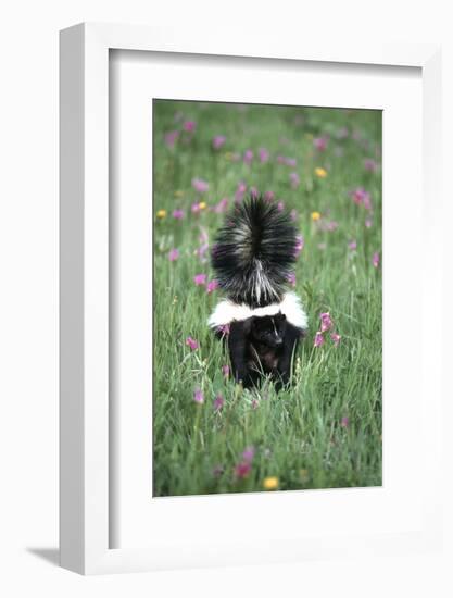 Striped Skunk in Field of Flowers, Montana-Richard and Susan Day-Framed Photographic Print
