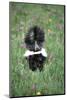 Striped Skunk in Field of Flowers, Montana-Richard and Susan Day-Mounted Photographic Print