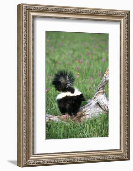 Striped Skunk in Field of Flowers, Montana-Richard and Susan Day-Framed Photographic Print