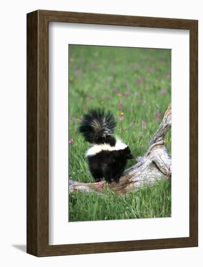 Striped Skunk in Field of Flowers, Montana-Richard and Susan Day-Framed Photographic Print
