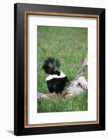 Striped Skunk in Field of Flowers, Montana-Richard and Susan Day-Framed Photographic Print