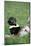 Striped Skunk in Field of Flowers, Montana-Richard and Susan Day-Mounted Photographic Print