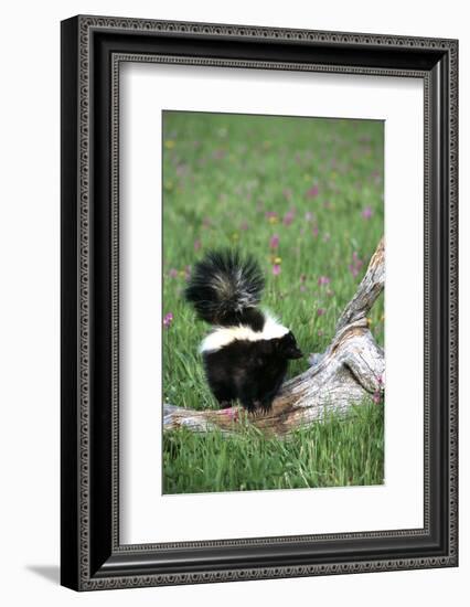 Striped Skunk in Field of Flowers, Montana-Richard and Susan Day-Framed Photographic Print