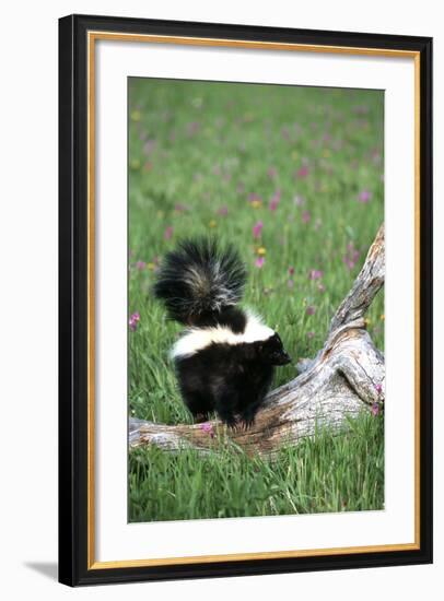 Striped Skunk in Field of Flowers, Montana-Richard and Susan Day-Framed Photographic Print