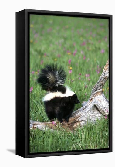 Striped Skunk in Field of Flowers, Montana-Richard and Susan Day-Framed Premier Image Canvas