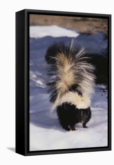 Striped Skunk in the Snow-DLILLC-Framed Premier Image Canvas