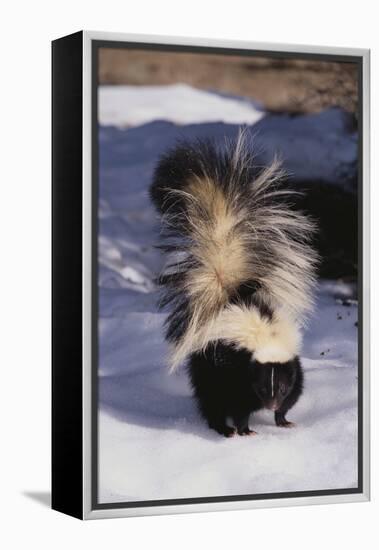 Striped Skunk in the Snow-DLILLC-Framed Premier Image Canvas