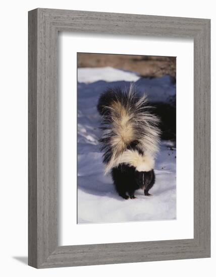 Striped Skunk in the Snow-DLILLC-Framed Photographic Print