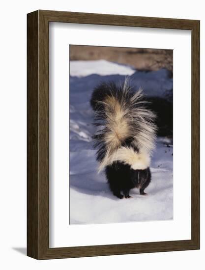 Striped Skunk in the Snow-DLILLC-Framed Photographic Print