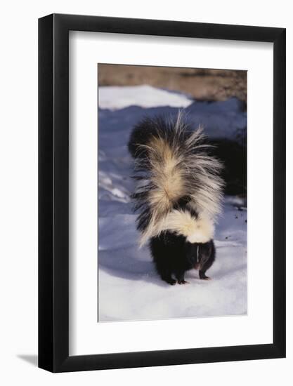 Striped Skunk in the Snow-DLILLC-Framed Photographic Print