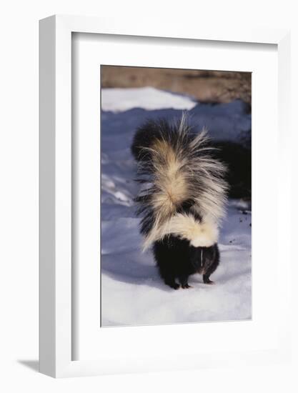 Striped Skunk in the Snow-DLILLC-Framed Photographic Print