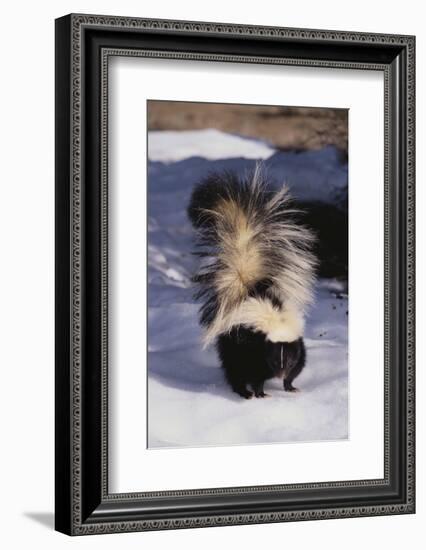 Striped Skunk in the Snow-DLILLC-Framed Photographic Print