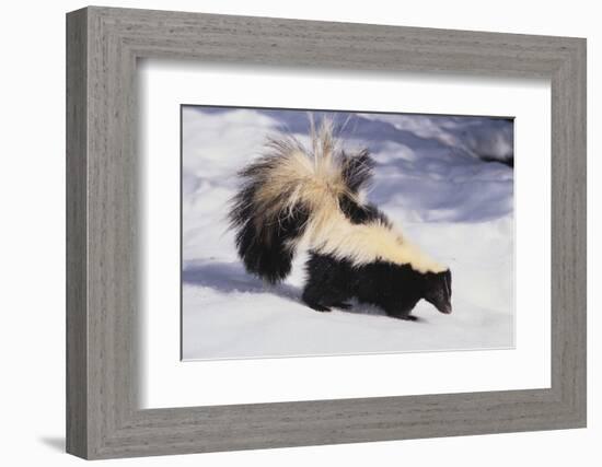 Striped Skunk in the Snow-DLILLC-Framed Photographic Print