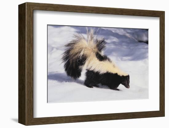 Striped Skunk in the Snow-DLILLC-Framed Photographic Print